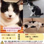 ネコ　てんてんちゃん　無事保護されました　ありがとうございました