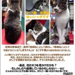しまじろう　探しています（東十条１丁目）