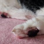 コラム「猫の手も借りたい」№319 ムギちゃん、バイバイ